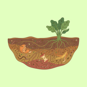 Green plant growing in soil cross section with organic waste compost and earthworms in a hand drawn vector illustration style for environmental education and gardening