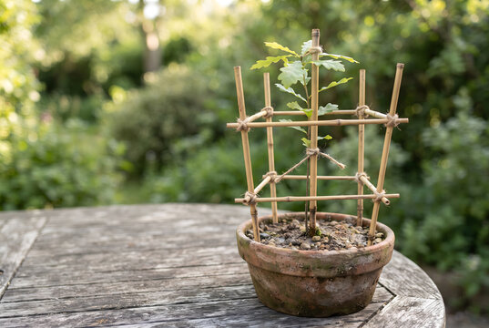 Young oak sapling growing in terracotta pot with bamboo support frame