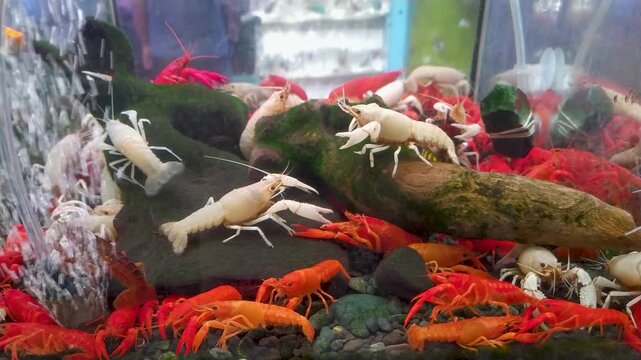 footage of group of freshwater lobsters perched on rocks and wood inside an aquarium