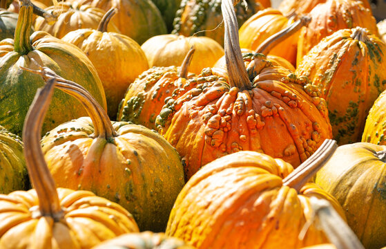 Autumn pumpkin harvest market background. Colorful orange and green squash pile texture