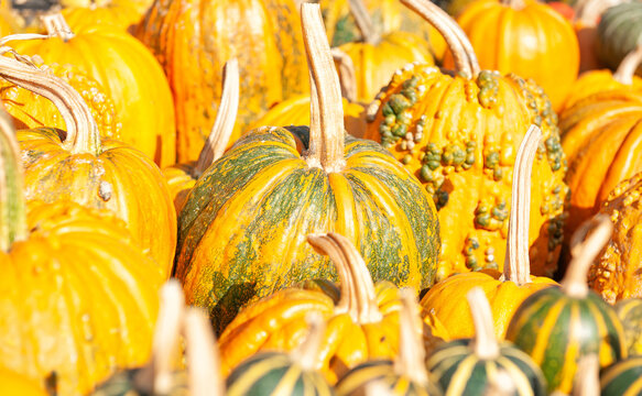Autumn pumpkin harvest market background. Colorful orange and green squash pile texture
