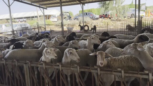 A herd of domestic Assaf sheep with yellow and white ear tags standing inside a dusty metal corral on a livestock farm under a sun shelter on a sunny day.