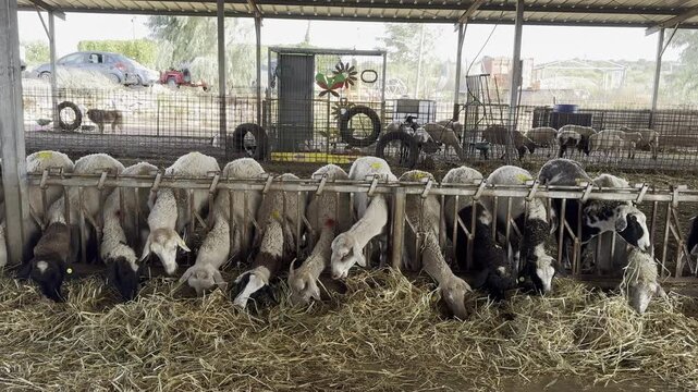 Kibbutz Assaf sheep with long ears and yellow and white ear tags eat hay, poking their heads through the bars of a dusty metal corral under a sun shelter on a livestock farm.