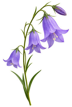 Lilac harebell flower stem with three nodding bell-shaped blooms isolated on transparent background
