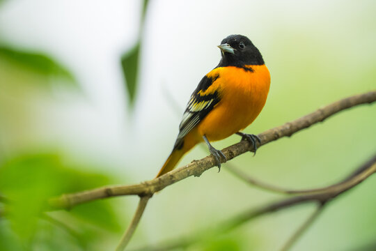 Baltimore oriole perching on a tree branch in nature