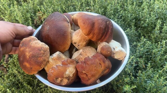 Bowl full of fBowl full of freshly harvested wild porcini mushrooms with brown caps on green grass. reshly harvested wild porcini mushrooms outdoors . High quality 4k footage