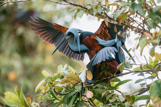 Agami heron pair mating in a rainforest tree