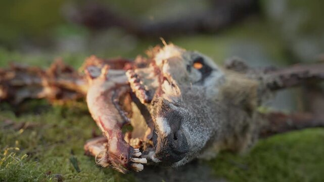Cose-up of half-decomposed deer skull in forest. Carcass with exposed bones and fur rests on mossy ground in warm sunlight, soft bokeh glow