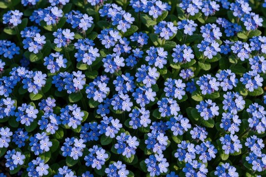 Close up of blue Omphalodes cappadocica Cherry Ingram flowers in garden. Small lilac navelwort blooms form dense green carpet in spring meadow. Many tiny star shaped petals grow in wild nature under