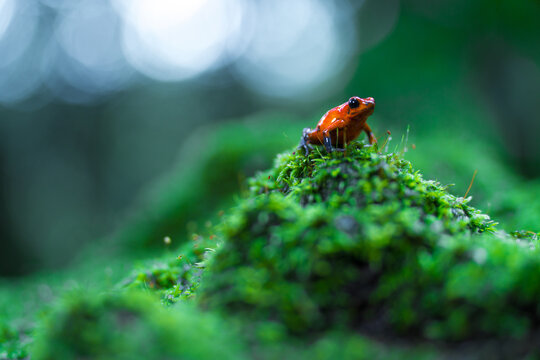 Red poison dart frog (oophaga pumilio) on bright green moss