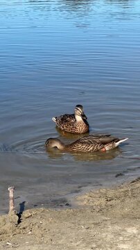 Wild duWild mallard ducks swimming and searching for food near the calm lake shore.cks swimming near the lakeshore in natural environment . High quality 4k footage