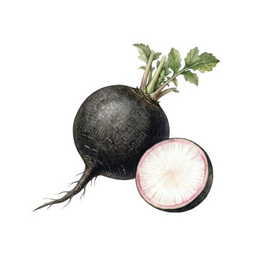 Watercolor black spanish radish vegetable isolated on transparent background
