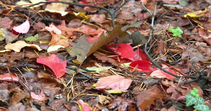 Autumn landscape in an Italian forest