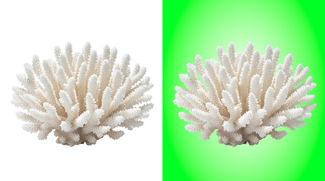 White branching coral skeleton isolated on a white background, for marine life collection