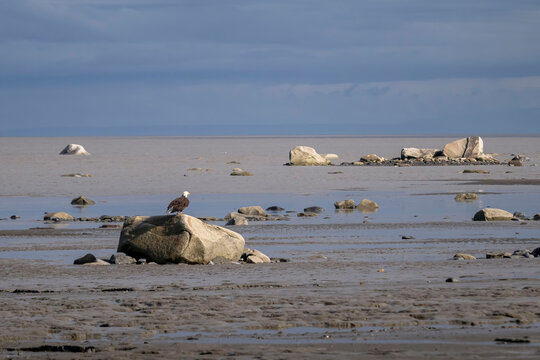 Bald eagle on a beach in Homer, Alaska