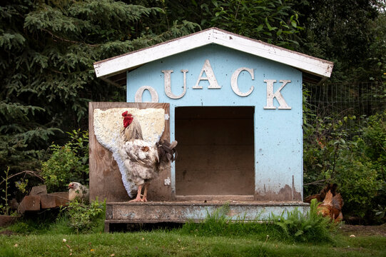 Rooster in a chicken coop