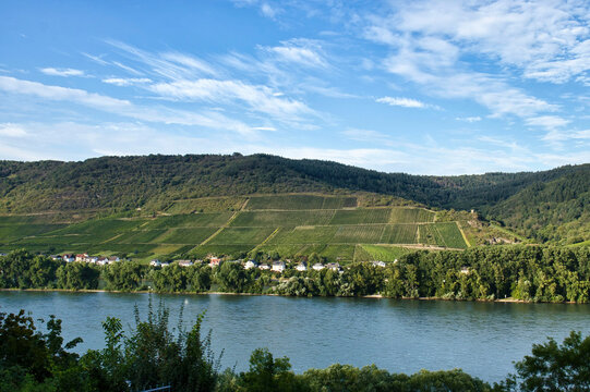 Terraced vineyards across the Rhine River on a sunny summer day in Germany.