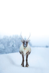 Reindeer with frosty antlers stands on snowy road near Kiruna, Sweden © Fauren