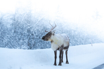 Reindeer with frosty antlers stands on snowy road near Kiruna, Sweden © Fauren