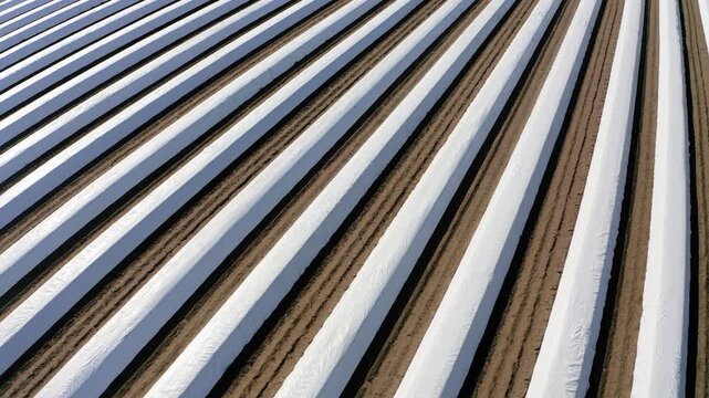 Aerial view, Flight over Asparagus fields, asparagus covered with white tarpaulin, Bergstrasse, Hesse, Germany