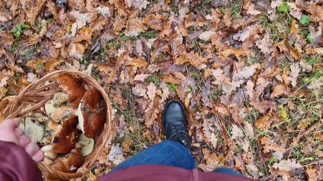 Picking mushrooms in the forest from the first person. Autumn picking mushrooms in the forest. Top view of legs in blue jeans and black boots walking on fallen leaves. Quiet mushroom hunting
