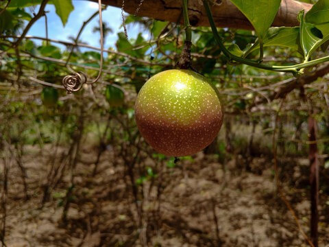 A ripening passion fruit (Passiflora edulis) hangs from the vine, displaying a green skin with early reddish coloration as it approaches maturity