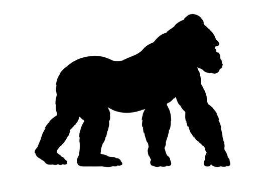 A gorilla silhouette stands against a white background depicting the powerful primate in profile animal mammal wildlife fauna apes greatapes kong silverback monochrome