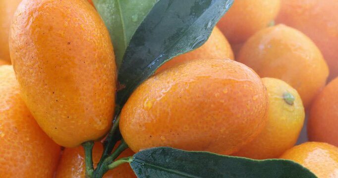 Kumquats, fresh, white plate, Taiwan, still life