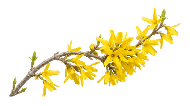 Yellow forsythia branch with buds blooming spring isolated transparent background