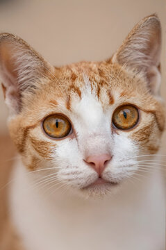 Le chaton trop mignon, regard et tendresse
