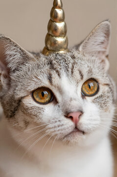 Un chat licorne trop mignon, corne et regard tendre