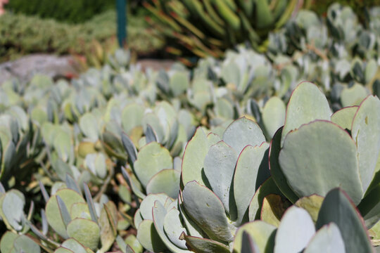 Silver Succulent Leaves in Cape Town Botanical Garden