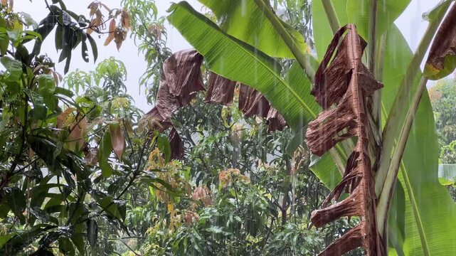 Static close up shot of heavy tropical rain pouring and drumming on lush green banana leaves in jungle