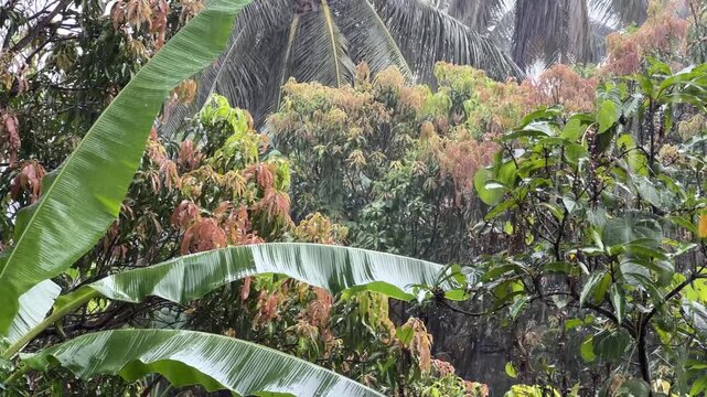 Panning shot of heavy tropical rain pouring on lush green banana leaves and coconut palm trees in jungle