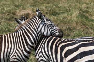 Zebra Crossing © Juall