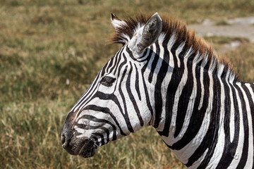 Close-Up Portrait of a Zebra © Juall
