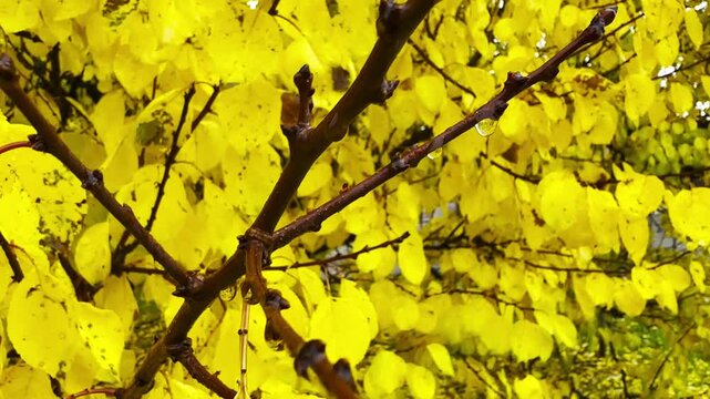 Close up of raindrops hanging on tree branch with autumn yellow leaves. The droplets gently cling to the foliage, reflecting soft light and capturing calm, moody atmosphere of rainy fall day in nature