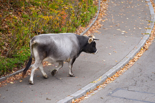 Gray cow of breed R&auml;tisches Grauvieh walking back to meadow at Swiss city of Z&uuml;rich on an autumn day. Photo taken October 23rd, 2026, Zurich Schwamendingen, Switzerland.