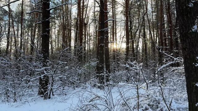 Beautiful view of a snow covered pine forest at cold day. Bright sunlight shining through high trunks of trees and illuminating wood. Concept of winter nature, seasonal travel and tranquil. Slow motio