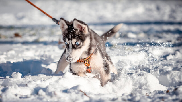 blue-eyed husky puppy dressed in an orange harness and leash digging in the snow in a winter park