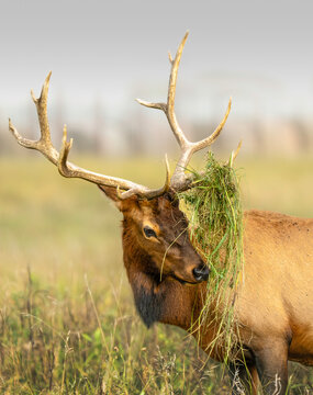 Bull elk with grass tangled in its antlers during the autumn rut