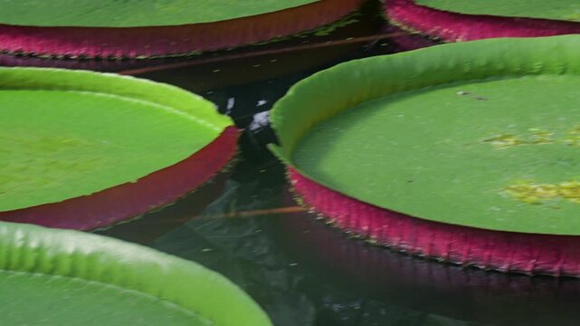 Giant Water Lily (Victoria amazonica) with enormous leaves up to 3m in diameter. Native to still and slow flowing regions of the Amazon Basin