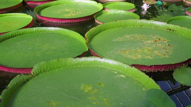 Giant Water Lily (Victoria amazonica) with enormous leaves up to 3m in diameter. Native to still and slow flowing regions of the Amazon Basin