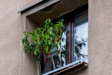 Roślina papryka chili (Capsicum annuum) w doniczce rośnie na parapecie   jej zielone liście otaczają liczne, smukłe, dojrzałe czerwone strąki. Kilka łodyg wsparto cienkimi tyczkami © Grzegorz