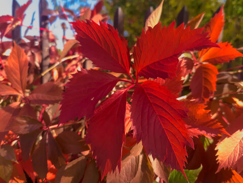 Jesienne, czerwone liście winobluszczu pięciolistkowego (Parthenocissus quinquefolia 'Murorum') Z bliska widać skupiska ostro ząbkowanych liści, kt&oacute;re jesienią przybierają odcienie głębokiej czerwieni