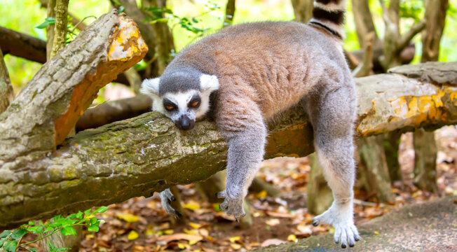 Ring-tailed lemur resting on a tree branch. Iconic Madagascar primate with a striped tail. Close-up of a lemur sitting in the trees.