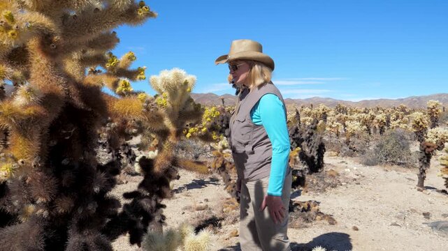 Mature woman wearing sun hat walking along a dusty trail while observing blooming jumping cholla cacti under clear blue desert sky in joshua tree national park usa