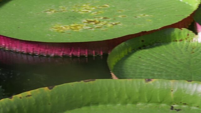 Giant Water Lily (Victoria amazonica) with enormous leaves up to 3m in diameter. Native to still and slow flowing regions of the Amazon Basin