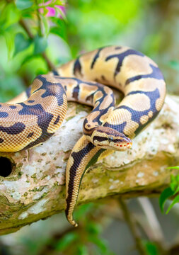 A python lies on the ground and on rocks in the wild.Close-up of a boa constrictor on a tree. Snake skin. Reptile.