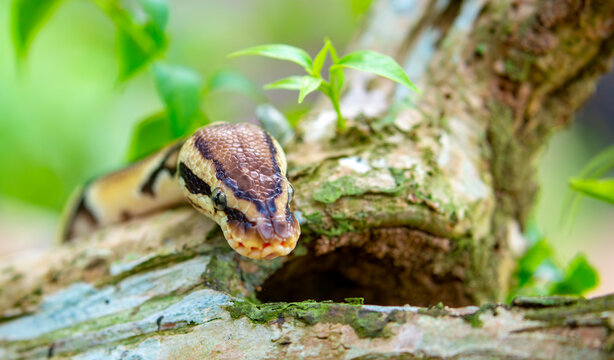 A python lies on the ground and on rocks in the wild.Close-up of a boa constrictor on a tree. Snake skin. Reptile.